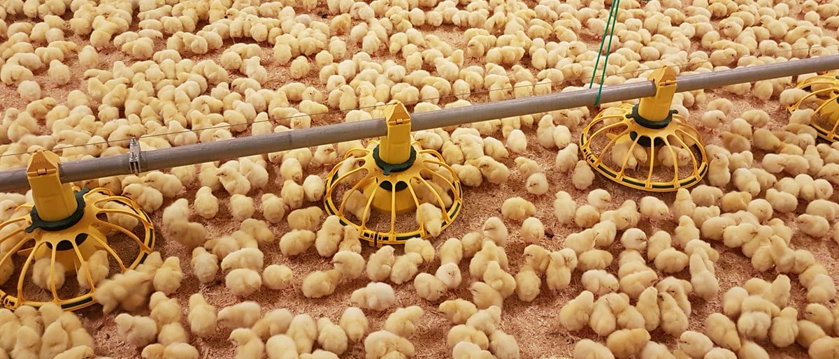 Poultry - Agri Systems Ltd